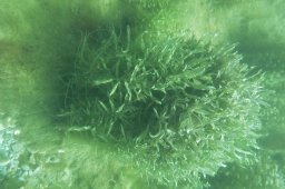 20010803_Echinger_Weiher_0035